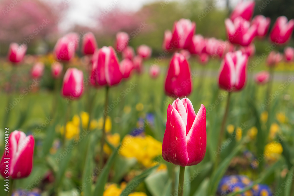 Fototapeta premium Tulips with red and white petals blooming on a spring day. Colorful springtime background.