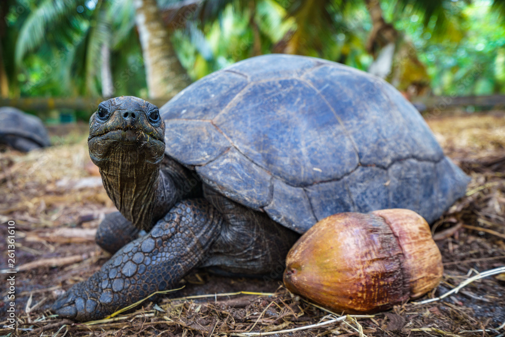 Portrait of a giant tortoise 20 Portrait of a giant tortoise 20