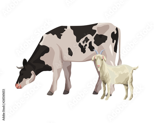 cow and goat