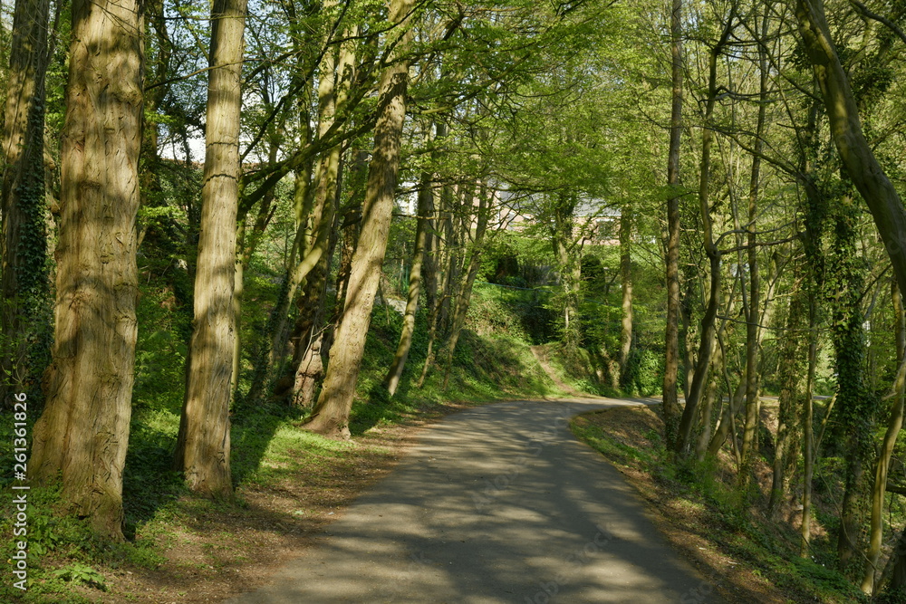 Fototapeta premium Route en pleine forêt au printemps au domaine de l'abbaye du Rouge-Cloître à Auderghem