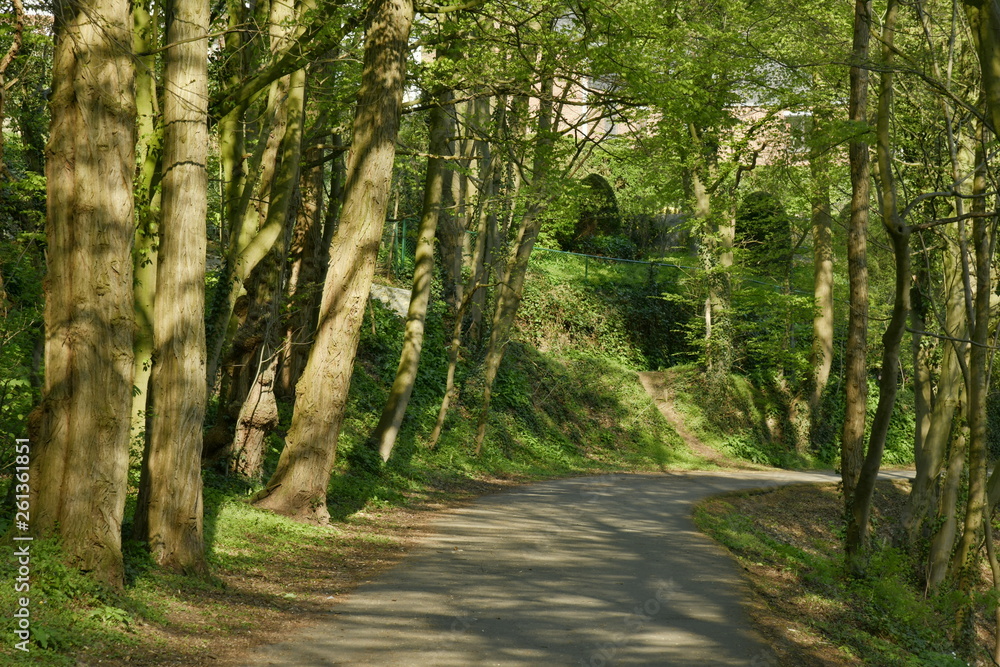 Fototapeta premium Route en pleine forêt au printemps au domaine de l'abbaye du Rouge-Cloître à Auderghem