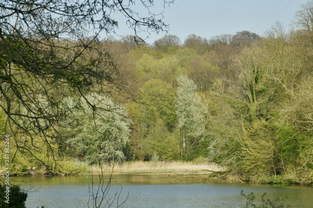 La végétation luxuriante de la forêt de Soigne au printemps le long du Grand Etang du Langue Gracht au domaine de l'abbaye du Rouge-Cloître à Auderghem La végétation luxuriante de la forêt de Soigne au printemps le long du Grand Etang du Langue Gracht au domaine de l'abbaye du Rouge-Cloître à Auderghem