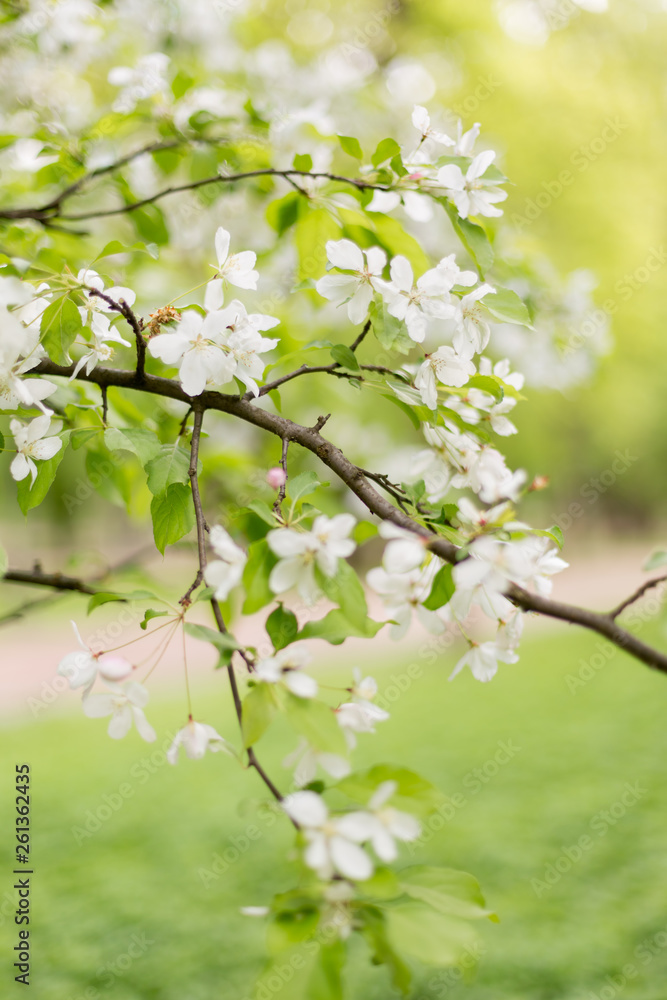 Apple blossoms. spring trees in bloom. white flowers on trees