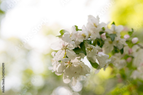 Apple blossoms. spring trees in bloom. white flowers on trees