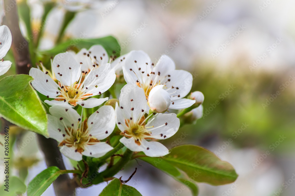 Obraz premium Pear blossom on pear tree