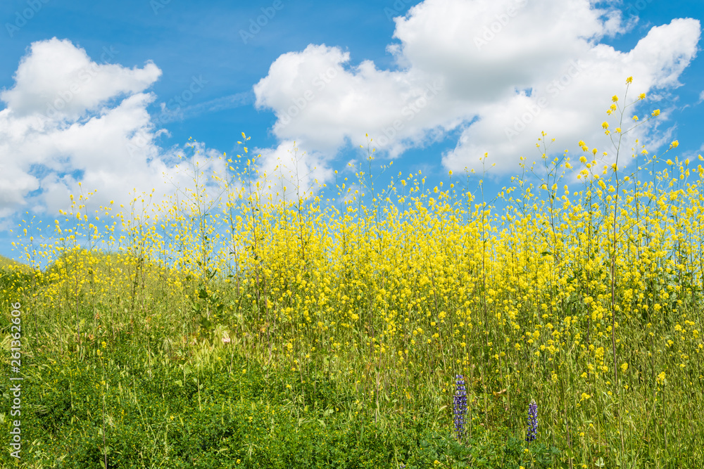 California yellow wild flowers blooming. California yellow wild flowers blooming.