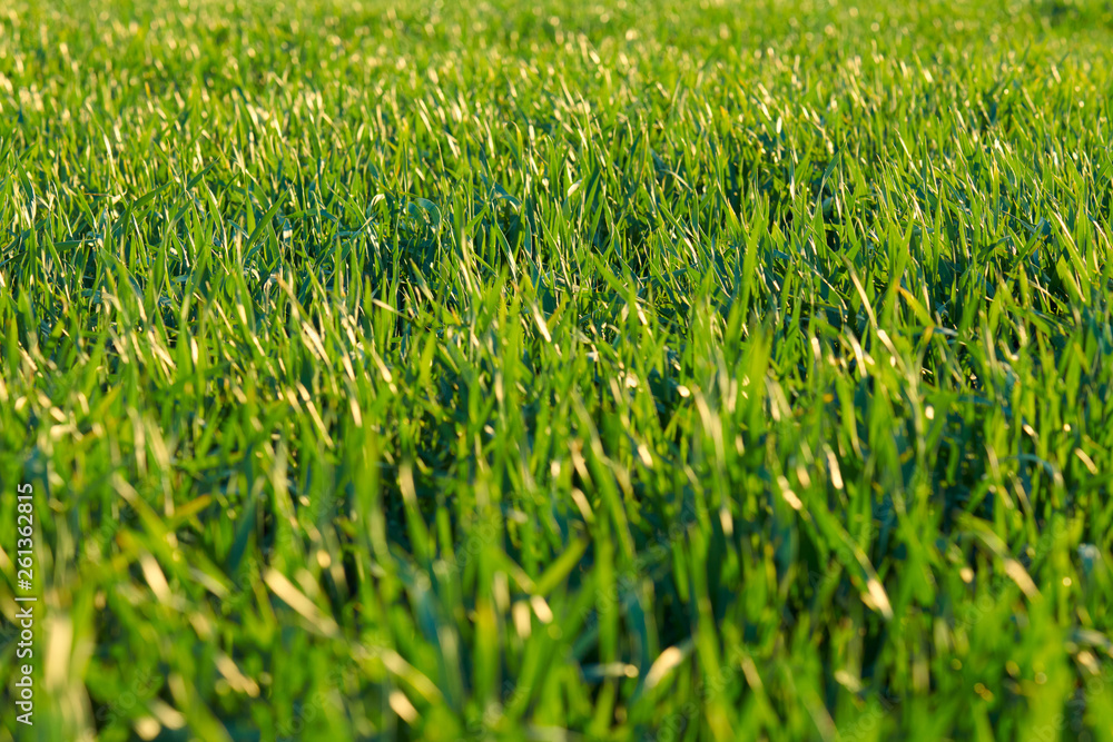 Young sprouts are on the field. Green grass closeup. Young sprouts are on the field. Green grass closeup.