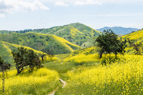 California yellow wild flowers blooming. photo
