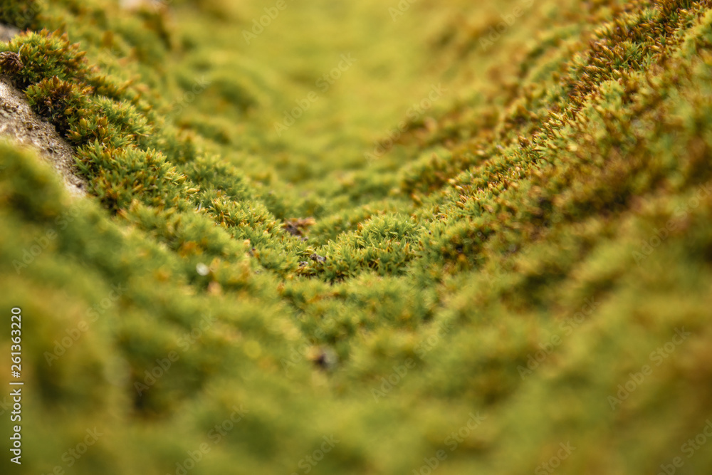 Texture of green moss. Krisha covered with green moss. Texture of green moss. Krisha covered with green moss.