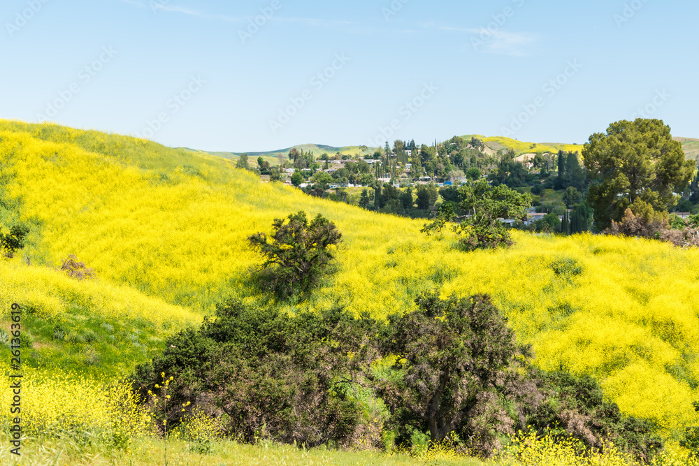 California yellow wild flowers blooming. California yellow wild flowers blooming.