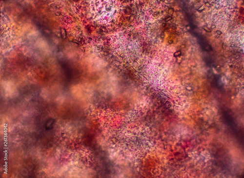 Biospähre der micro welten © TIGERRAW