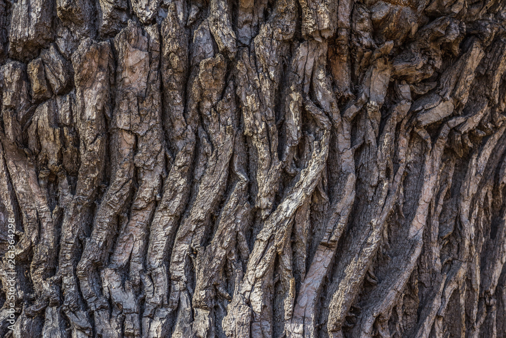 texture of the bark of the oldest oak tree. natural texture close up. texture of the bark of the oldest oak tree. natural texture close up.