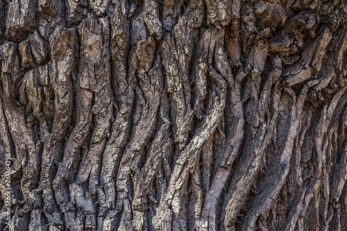 texture of the bark of the oldest oak tree. natural texture close up.
