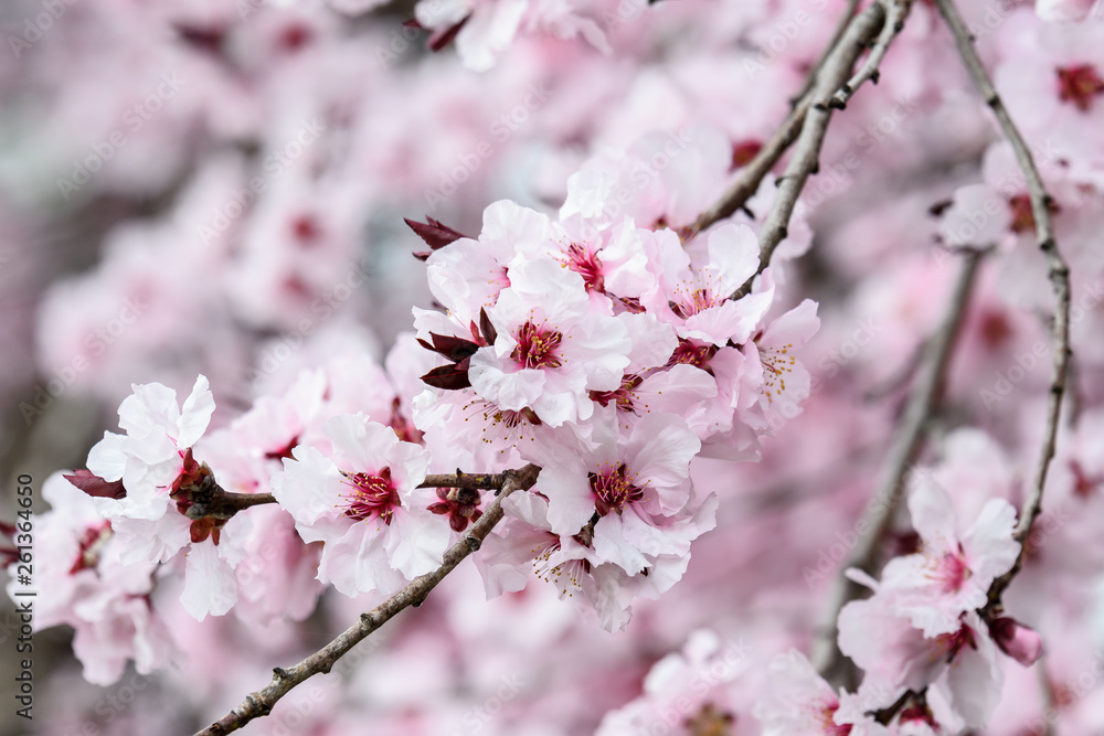 Close up of decorative pink wax cherry flowers in a tree in full bloom in a garden in a sunny spring day, floral background