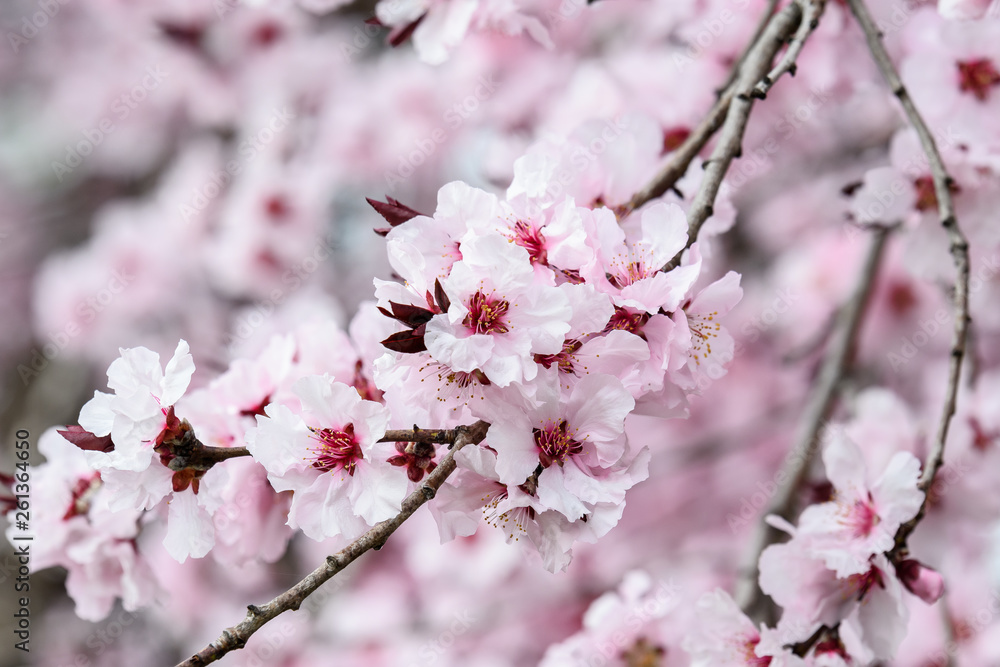 Close up of decorative pink wax cherry flowers in a tree in full bloom in a garden in a sunny spring day, floral background Close up of decorative pink wax cherry flowers in a tree in full bloom in a garden in a sunny spring day, floral background