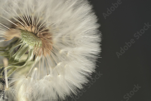 Seeding dandelion macro background