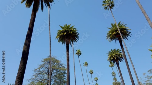 Palm Tree Alley - typical for Beverly Hills