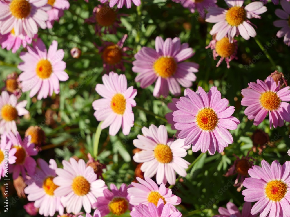 pink flowers pink flowers