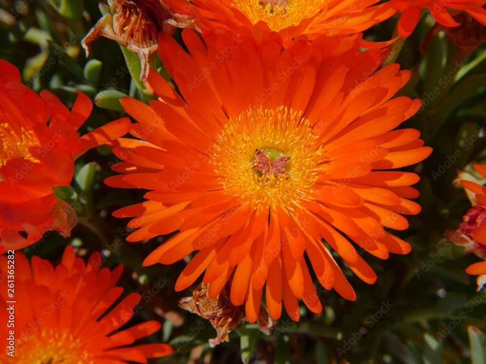 Obraz premium orange flower