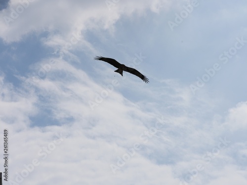 eagle flying in the sky © Viswas