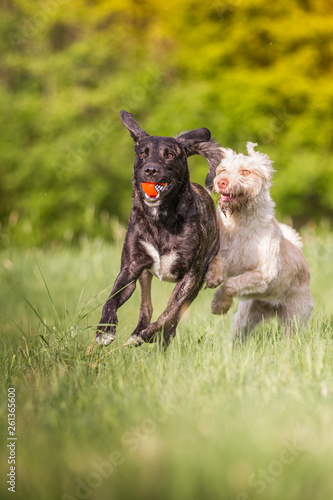 Hunde beim Spielen © Ines Hasenau