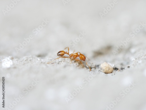ant and ant