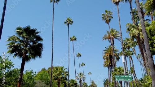 The Palm trees of Beverly Hills