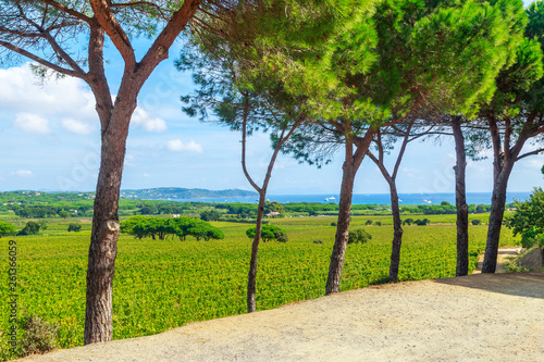 Ladscape of wineyards around Saint Tropez  Cote d Azur  France