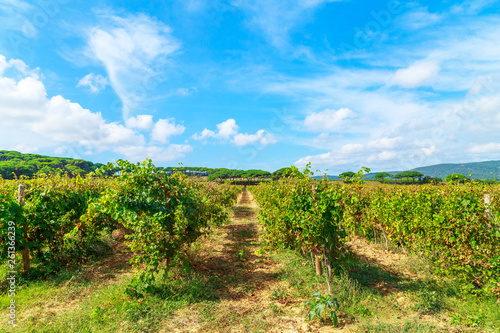 Ladscape of wineyards around Saint Tropez  Cote d Azur  France