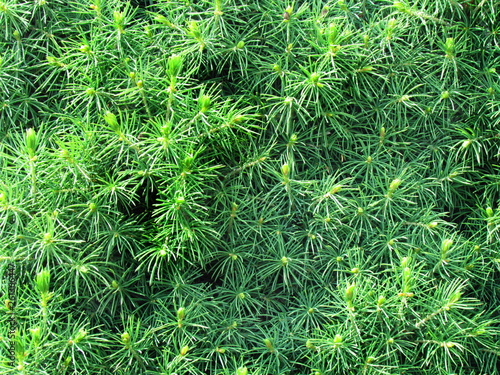 green needels juniperus closeup  natural phototexture  a favorite garden conifer  photo background