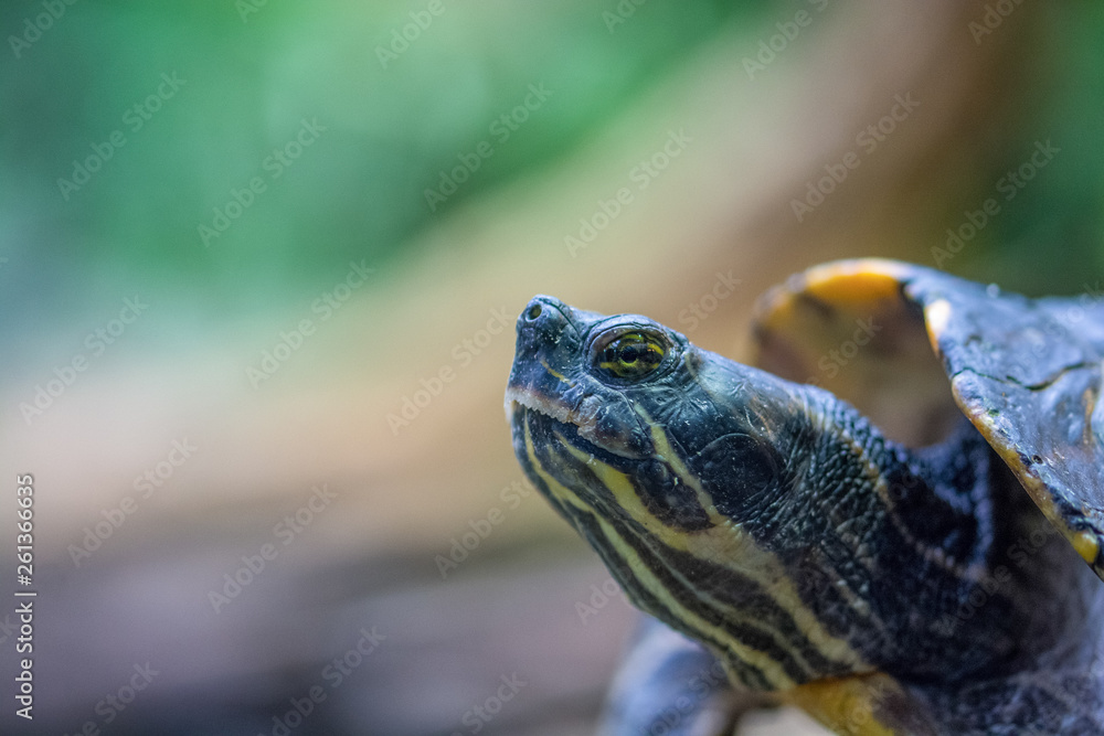 Obraz premium Zootiere