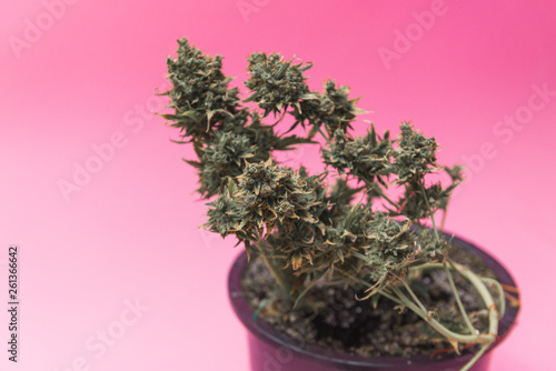 ripe cannabis plant in pot on pink background. photo