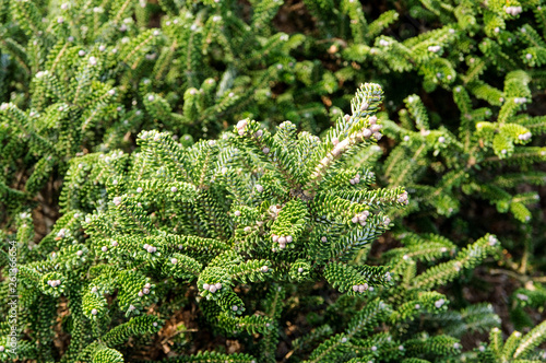 balsam fir, abies balsamea photo