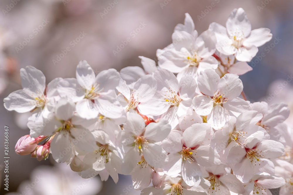 Prunus yedoensis Detail Blüte