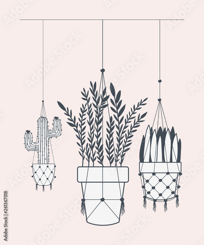 houseplants in macrame hangers
