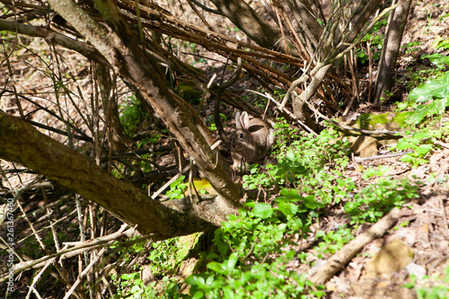A rabbit sits in the bushes in the spring