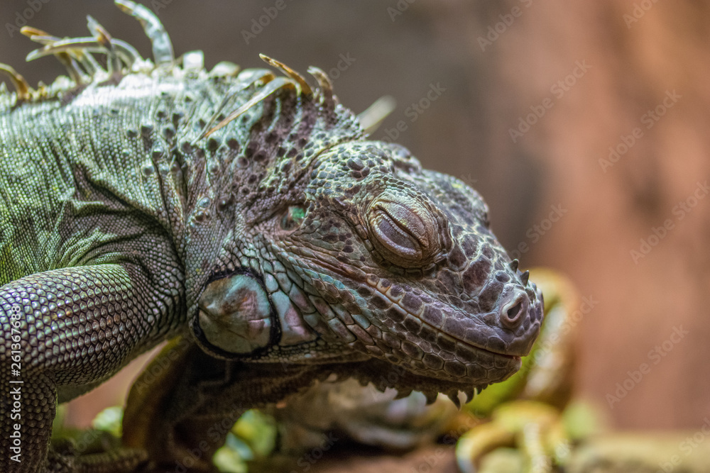 Fototapeta premium Zootiere