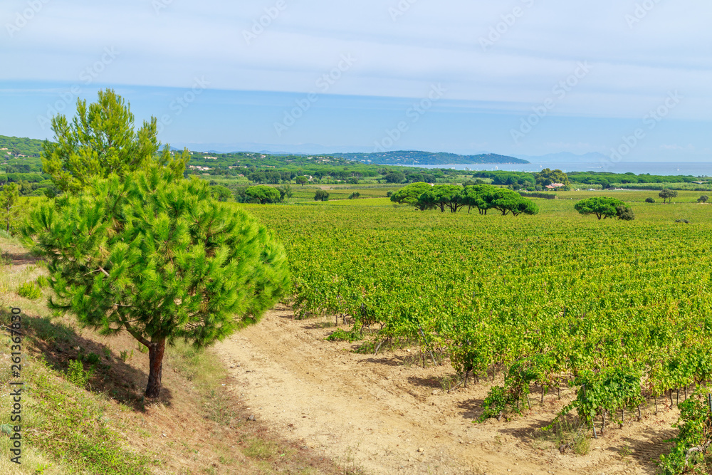 Ladscape of wineyards around Saint Tropez, Cote d'Azur, France