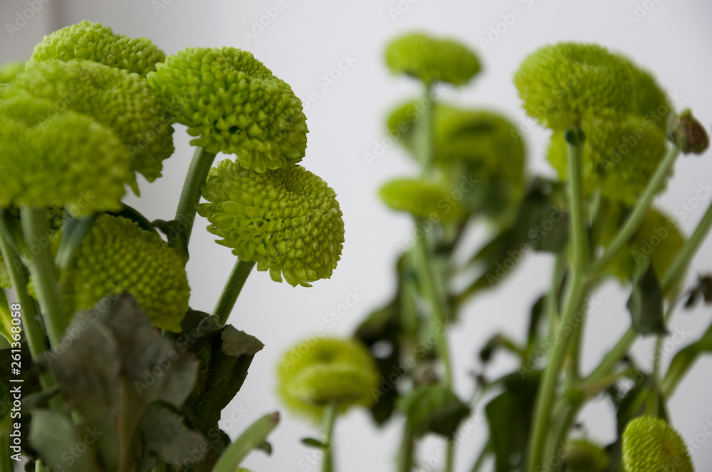Bouquet with flowers green chrysanthemum Bouquet with flowers green chrysanthemum