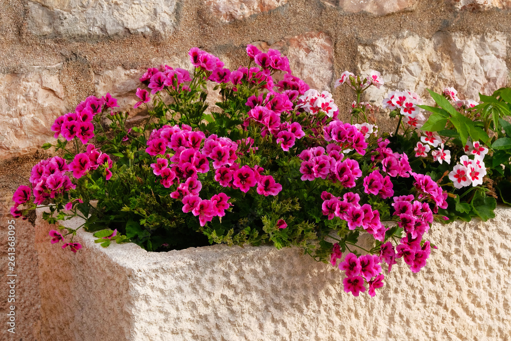 Geranium. Pot with bushes of blooming plants. Landscape design. Bushes with white and purple flowers in light ceramic flower pot.