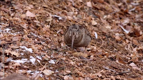 Woodcock. Camouflage bird. Nature background. Bird: Eurasian Woodcock. Scolopax rusticola.
