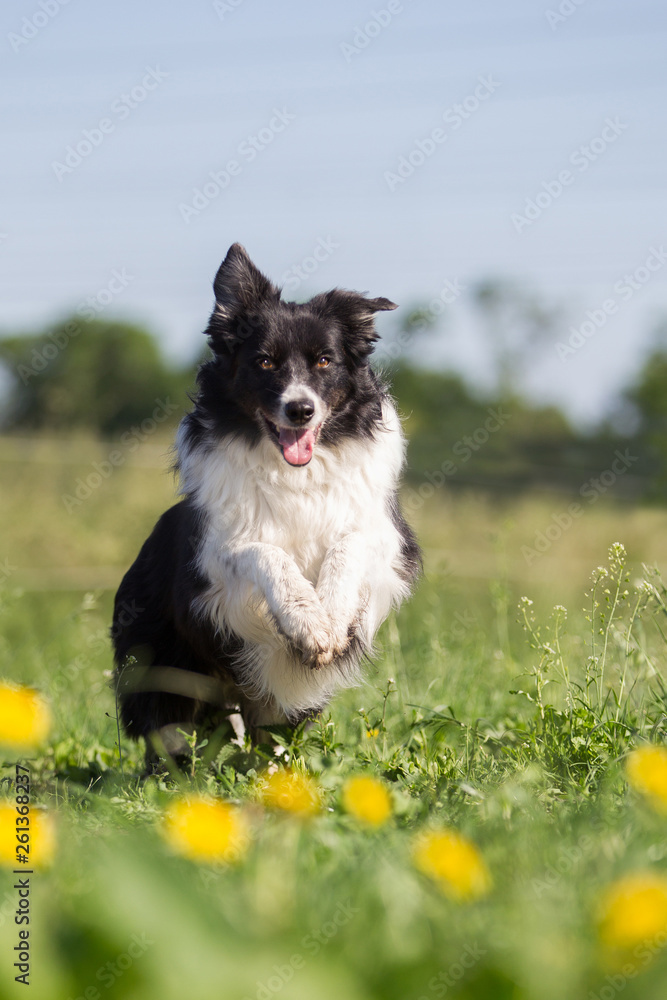 Hund Boarder Collie Rüde springt über die Wiese mit schönen Butterblumen Löwenzahn Hund Boarder Collie Rüde springt über die Wiese mit schönen Butterblumen Löwenzahn