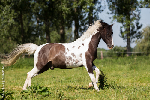 Pferd h  bsches Lewitzer Pony im Galopp auf einer sch  nen Fr  hlingswiese