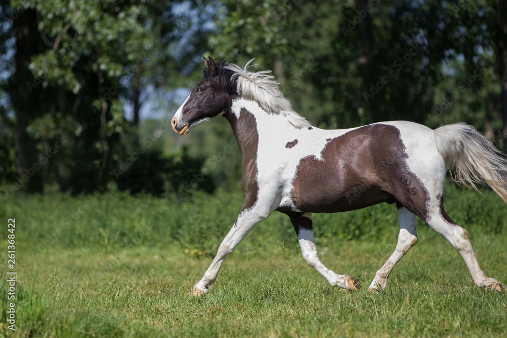 Reitpony Pferd Lewitzer trabt auf der Weide hübscher Schecke Reitpony Pferd Lewitzer trabt auf der Weide hübscher Schecke