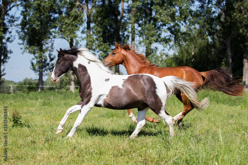 hübscher Lewitzer Wallach galoppiert auf der Weide mit Kumpel um die Wette, Weidezeit auf dem Reiterhof, Reitponywallach mit wunderschöner Zeichnung hübscher Lewitzer Wallach galoppiert auf der Weide mit Kumpel um die Wette, Weidezeit auf dem Reiterhof, Reitponywallach mit wunderschöner Zeichnung