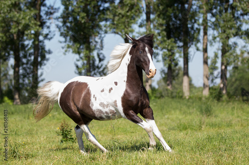 Pferd Lewitzer Pony galoppiert   ber eine gr  ne Wiese  kleiner sch  ner Schecke imposant
