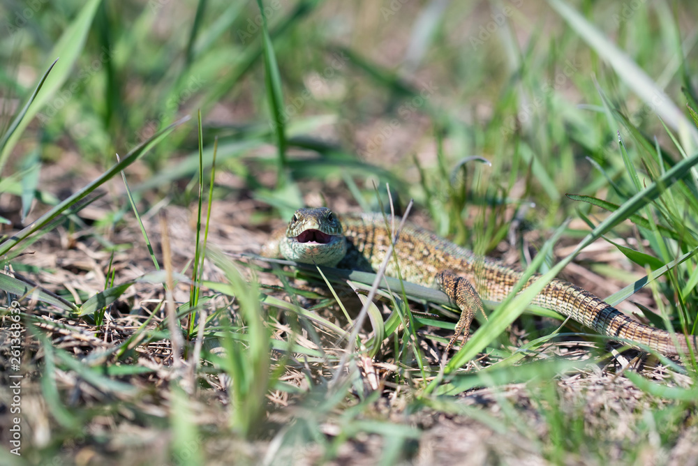 Portrait of happy quick lizard in grass Portrait of happy quick lizard in grass