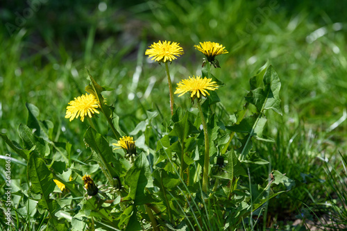 Close up of a group of fresh yellow dandelion or Taraxacum flowers or in a spring garden on green blurred background