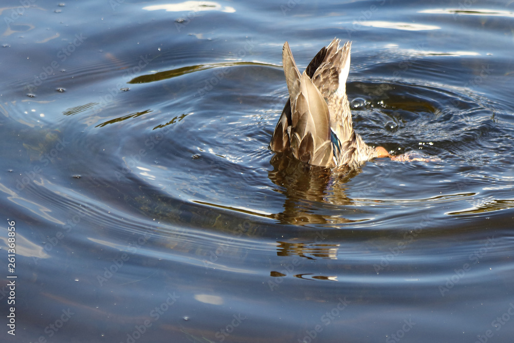Fototapeta premium Stockente / Mallard / Anas platyrhynchos..