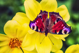 butterfly on yellow flowers close-up. summer background with butterfly peacock eyes and flowers.